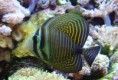 /album/galeria-de-fotos/zebrasoma-desjardinii-1-jpg/